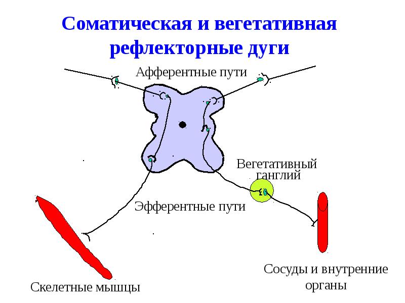 Вегетативные рефлексы головного мозга. Схема рефлекторной дуги соматической нервной системы. Эфферентное звено парасимпатической рефлекторной дуги схема. Соматическая рефлекторная дуга схема. Рефлекторная дуга соматического рефлекса.