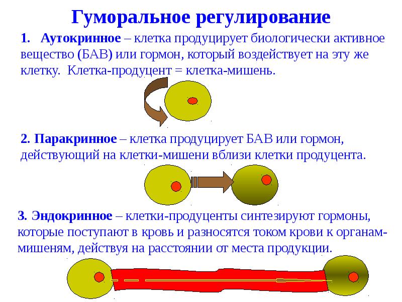 Регуляция поведения биология 8 класс презентация