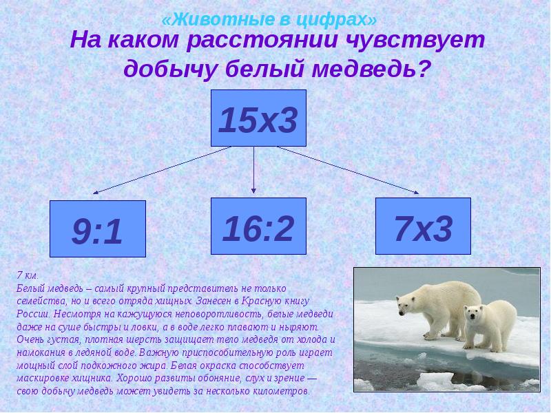 Какая скорость у медведя км ч. На каком расстоянии белый медведь чувствует добычу. На каком расстоянии чуют медведи. Белые медведи за сколько чувствуют. Цифры животные.