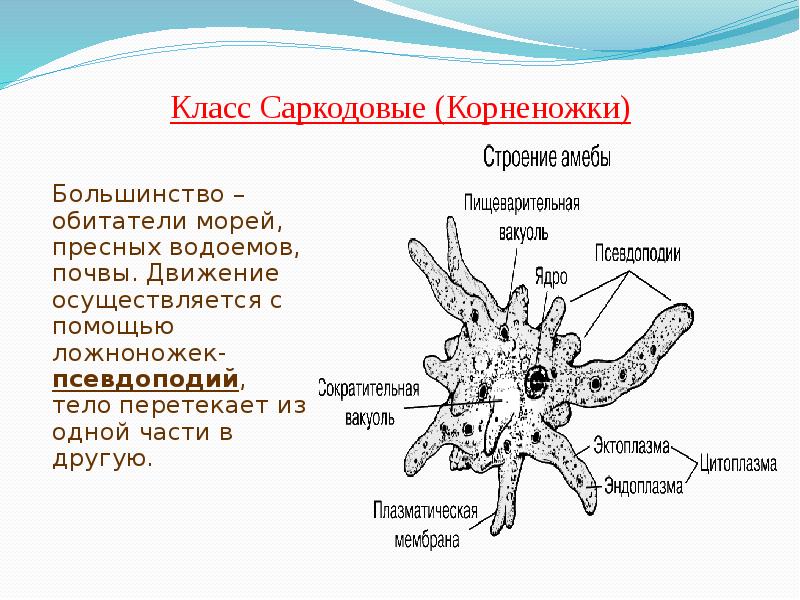 Каких животных объединяют в группу корненожки составьте план ответа