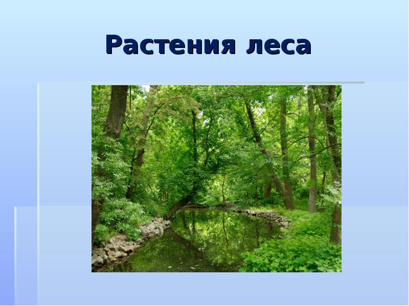 Растения наших лесов. Растения леса надпись.