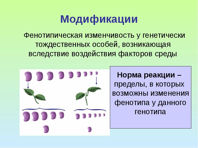 Изменчивость особей. Фенотипическая изменчивость модификация. Фенотипическая изменчивость норма реакции. Модификация это в биологии. Фенотипическая изменчивость у растений.