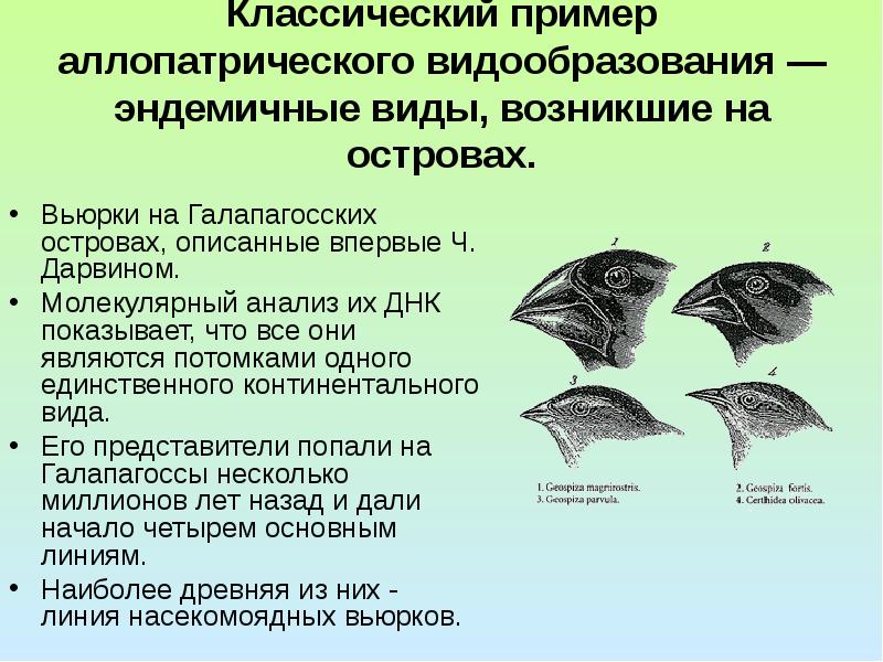 6 на рисунке изображены вьюрки обитающие на галапагосских островах и имеющие различную форму клювов