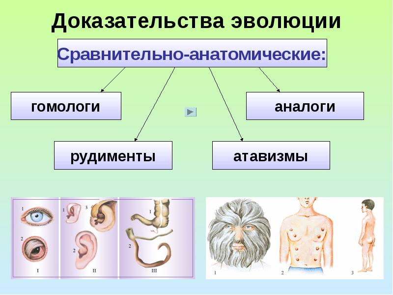 Презентация на тему рудименты и атавизмы