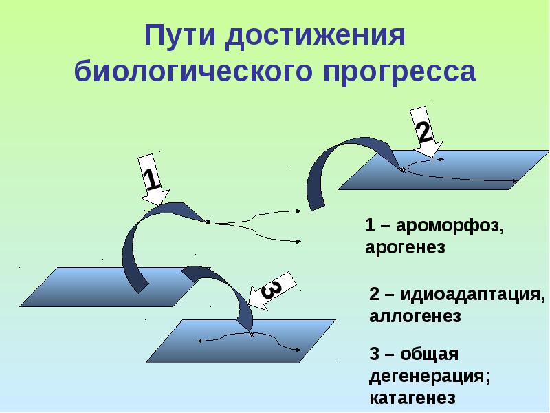 Какой путь достижения биологического прогресса обозначен на рисунке цифрой 1