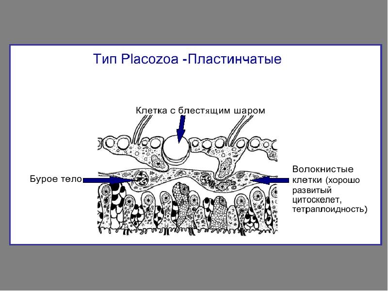Пластинчатые многоклеточные. Тетраплоидность. Плакозои. Placozoa trichoplax. Пластинчатые клетки