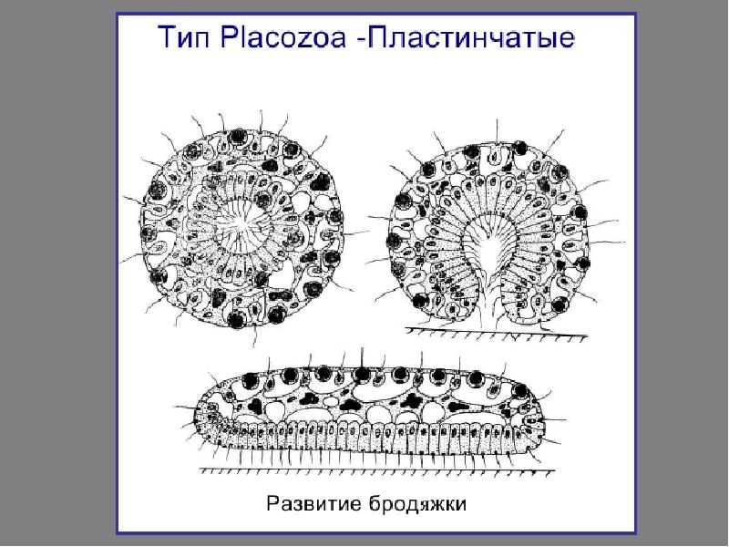 Пластинчатые Placozoa. Выделительная система многоклеточных. Размер многоклеточных животных. Происхождение многоклеточных животных. Выход многоклеточных животных на сушу произошел
