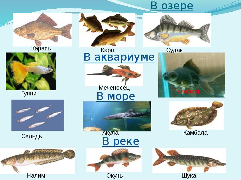 Пресноводные и морские рыбы презентация