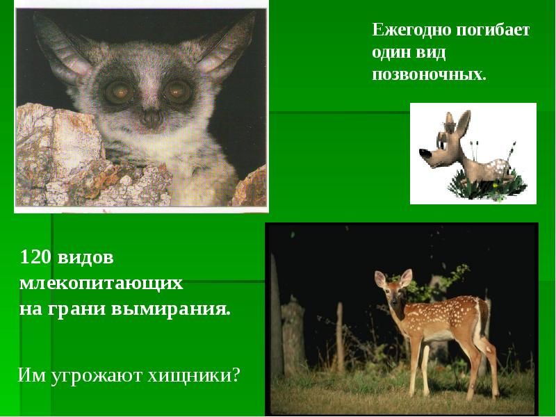 Ежегодно гибнет. На грани вымирания. Виды на грани вымирания. Животные на территориях России которые на грани вымирания. Исчезающие виды млекопитающих.
