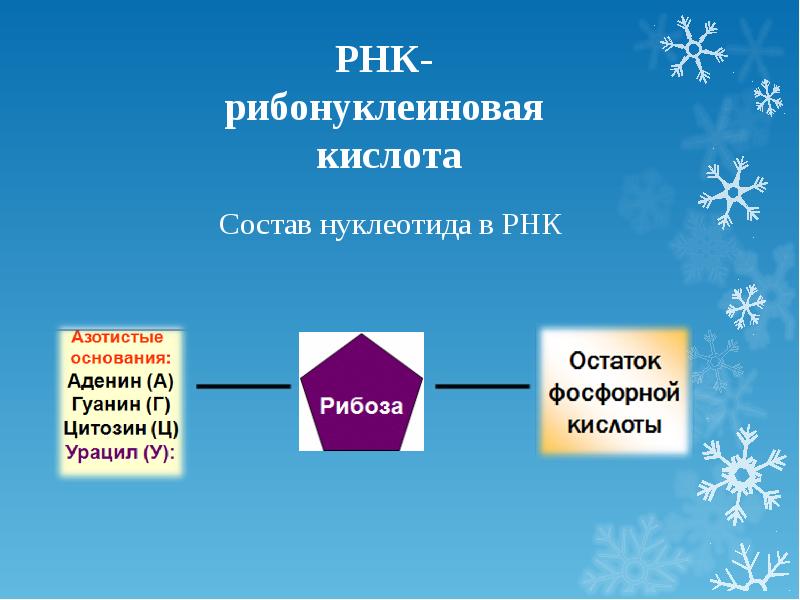 Рибонуклеиновая кислота. Рибонуклеиновая кислота состав. РНК рибонуклеиновая кислота. Рибонуклеиновая кислота функции.