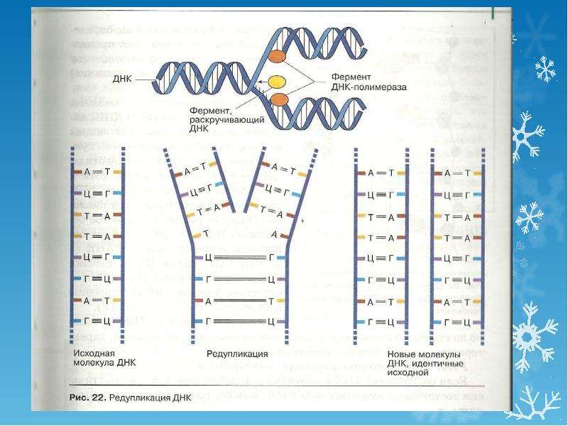 Осуществляется ферментом днк полимеразой. Редупликация ДНК. Редупликация ДНК пример. Редупликация это самоудвоение ДНК. Редупликация определение.