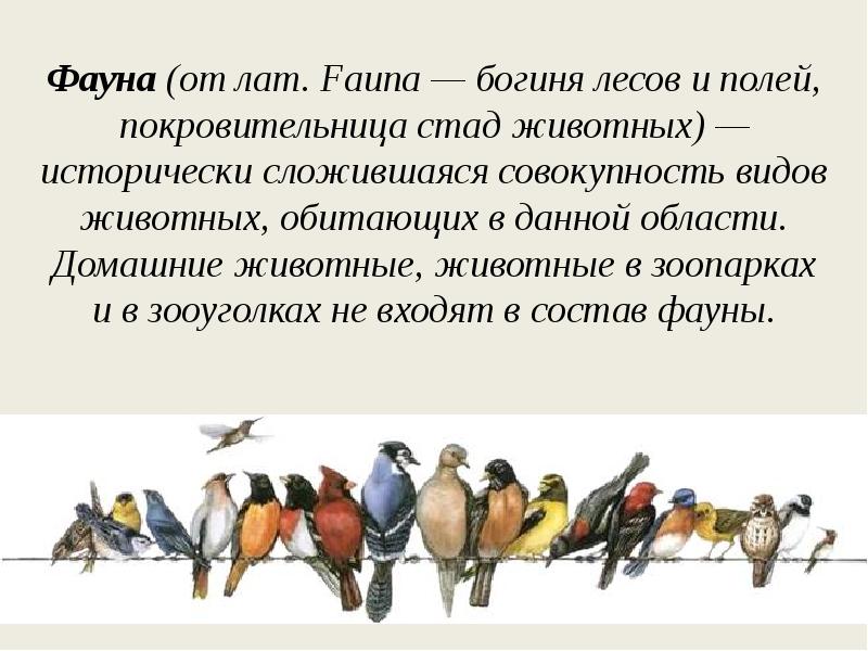 Фауна (от лат. Fauna — богиня лесов и полей, покровительница стад животных) — Фауна (от лат. Fauna — богиня лесов и полей, покровительница стад животных) —