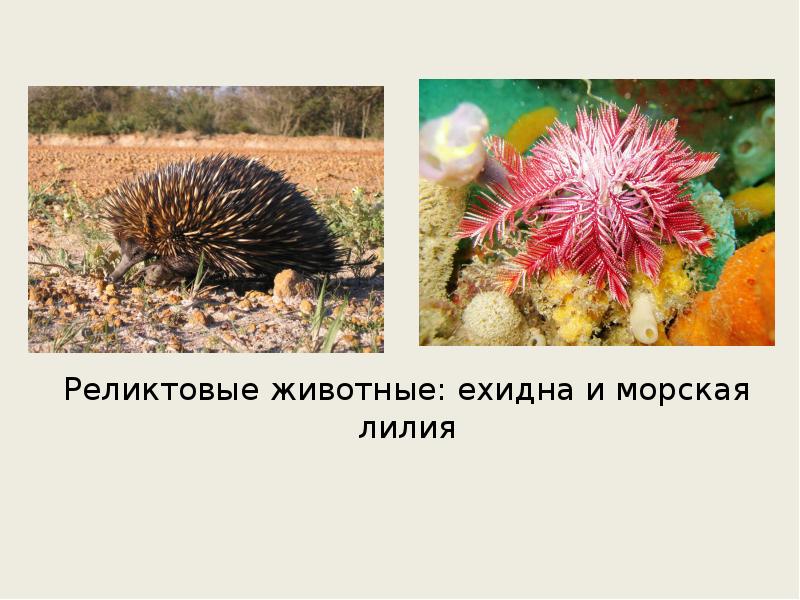 Реликтовые животные: ехидна и морская лилия Реликтовые животные: ехидна и морская лилия