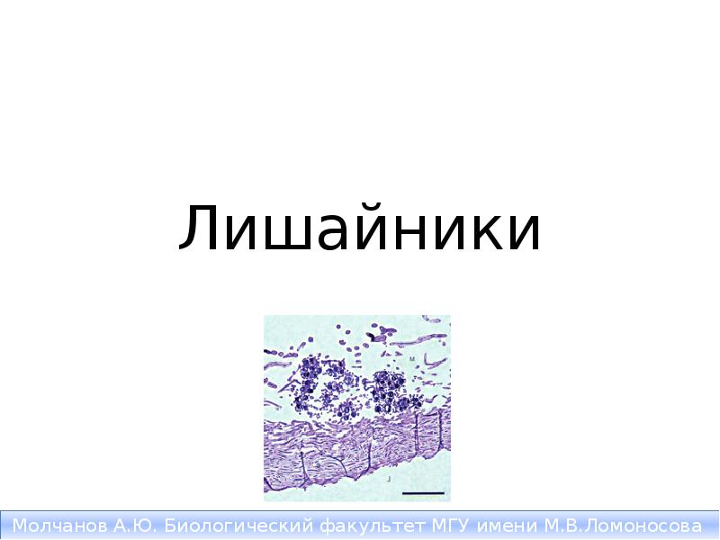 Лишайники Лишайники