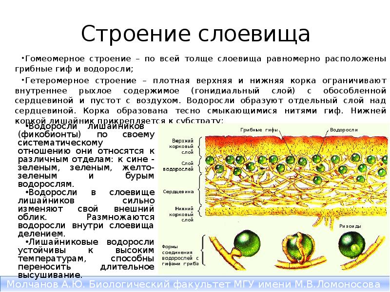 Тело представлено слоевищем низшие или высшее