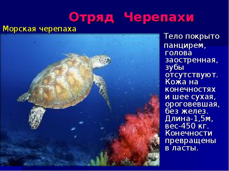 3 черепахи слова. Морская черепаха. Информация о морской черепахе. Морская черепаха описание. Доклад про морских черепах.