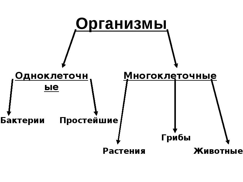 Схема живого организма