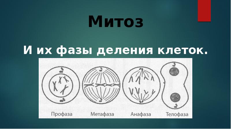 Митоз презентация 10 класс профильный уровень