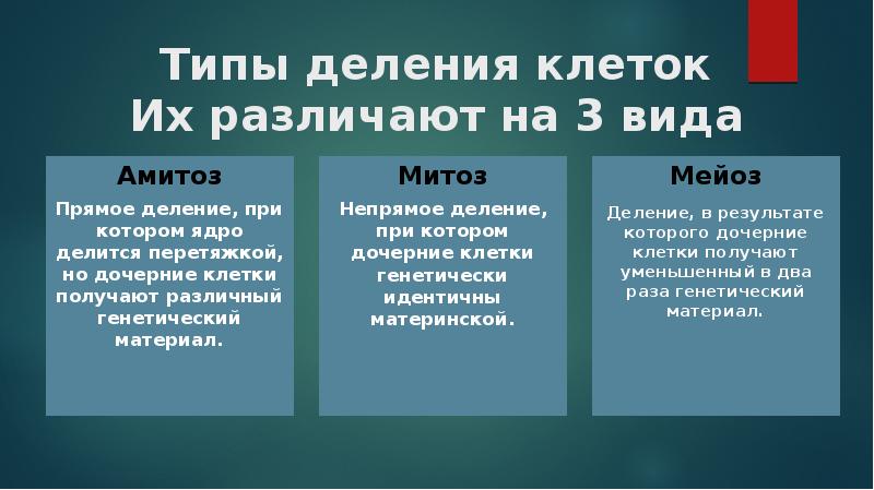 Непрямое деление. Виды деления клеток. Основные типы деления клеток. Три типа деления клеток. 3 Вида деления клеток.