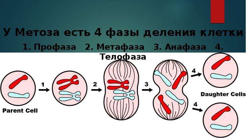 Типы и фазы деления клетки. 4 Фазы деления клетки. Метоза. Фазы деления 4 фазы. Метоз передаёт информацию.