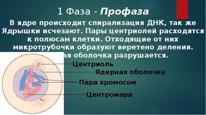 4 спирализация хромосом происходит в. Происходит спирализация ДНК. Разрушение ядерной оболочки происходит в. Имчезает ядречко и ядерная оболочка. Спирализация хромосом происходит в.