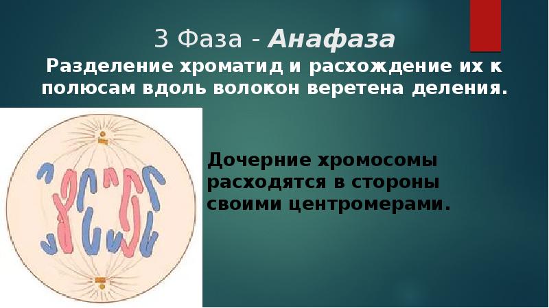 Хромосомы расходятся к полюсам клетки. 3 Фаза анафаза. Расхождение хроматид в анафазе. Деление центромер и расхождение хроматид к полюсам клетки происходит. Расхождение хроматид к полюсам клетки.