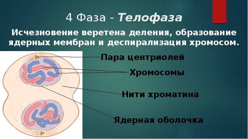 Исчезновение ядерной оболочки разрушение веретена деления