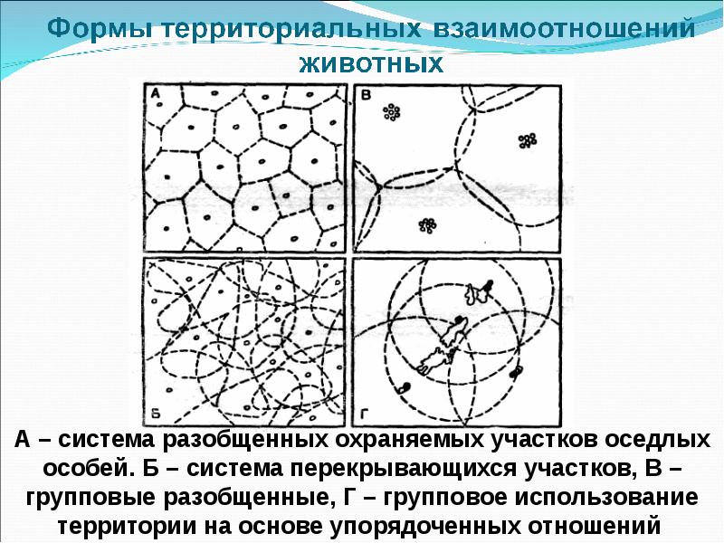 Оседлые животные структура популяции. Формы взаимодействия языков. Типы межнациональных отношений. Соц отношения кратко. Социально-территориальный состав общества.