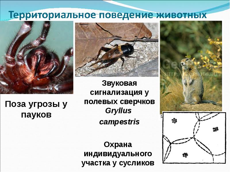 Сообщение о поведении животных