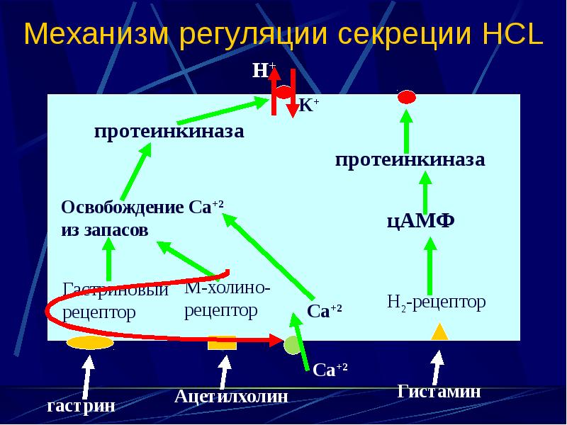 Фазы желудочной секреции презентация