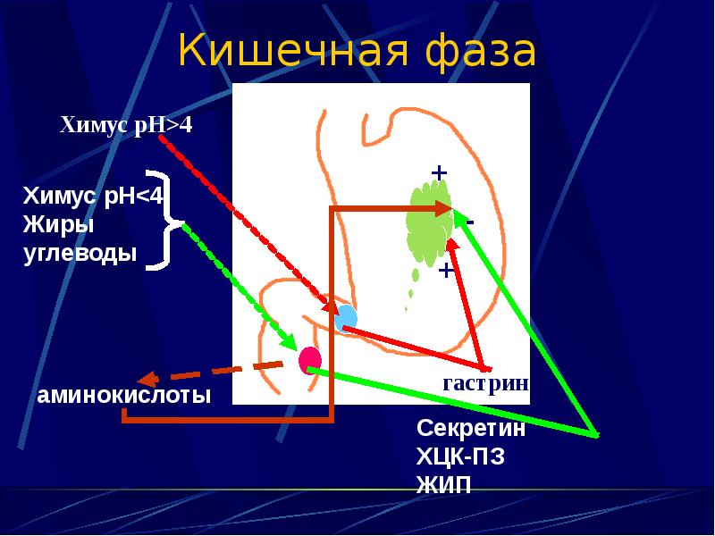 кишечная фаза. кишечная фаза схема. фазы секреции кишечного сока. повороты кишечника фазы. кишечная фаза.