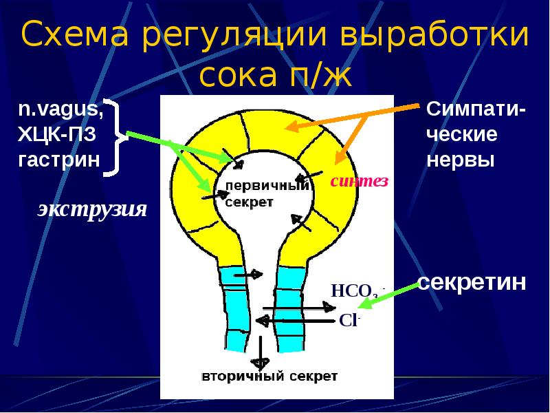 Ацидогенез в желудке схема регуляция