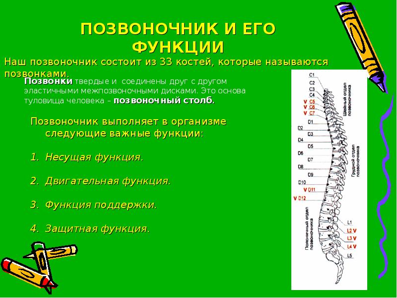 Функции позвоночника