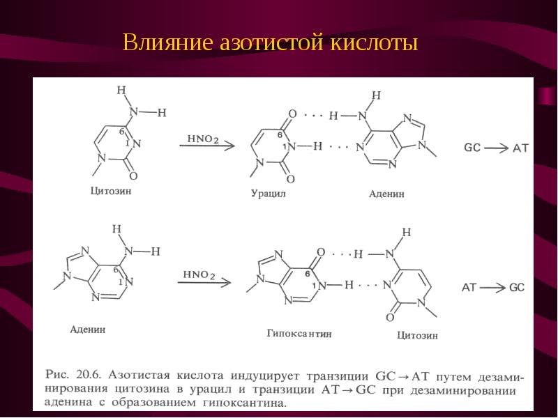 Азотистая кислота. Цитозин hno2. Цитозин урацил реакция. Аденин и азотистая кислота. Цитозин и азотистая кислота.