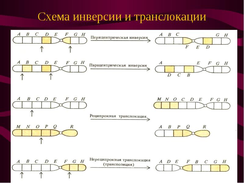 На схеме изображена мутация