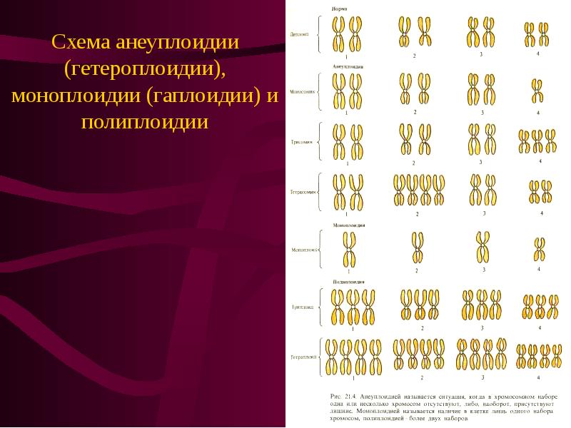 Геномные мутации картинки для презентации