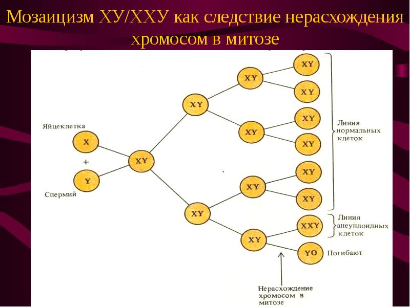 Мозаицизм. Нерасхождение хромосом при митозе. Генетический мозаицизм. Мозаицизм хромосомы.