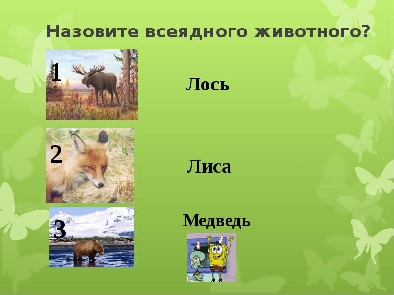 3 всеядных животных. Какие животные всеядные. Примеры всеядных животных. Всеядные животные примеры. Животные всеядные 3.