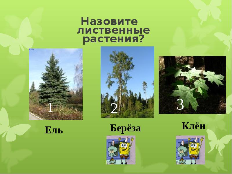 Лиственные Растения Интернет Магазин