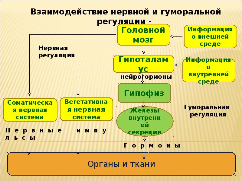 Регуляция функций органов