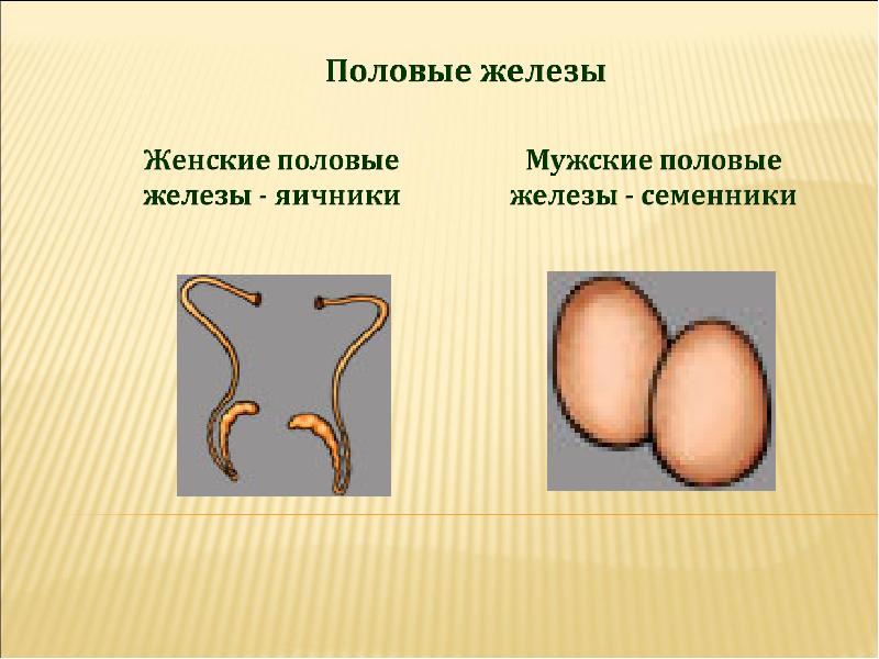 Женские железы. Мужские половые железы яичники. Половые железы семенники и яичники. Половые железы 8 класс.