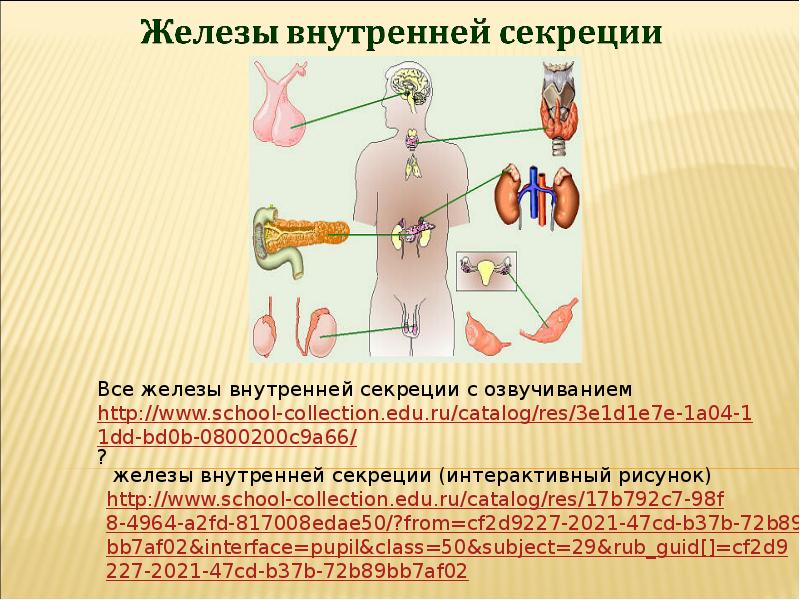 Железы внутренней секреции расположение