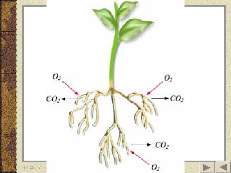 Наличие каких органов у корневища. Дыхание корня. Дыхание корня схема. Органы растений увеличиваются в размерах благодаря.