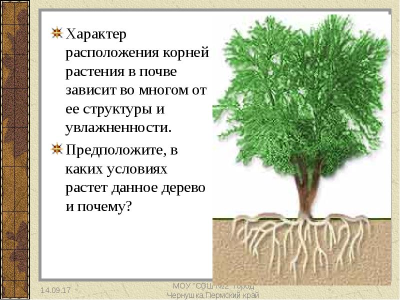 Корни одного растения называют корневой системой