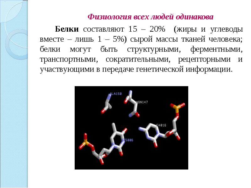 Презентация белки и их роль в организме человека