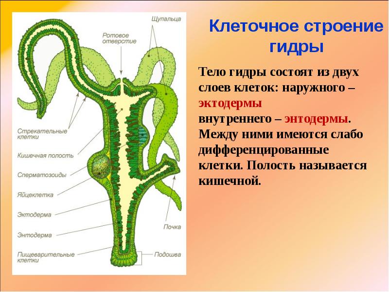 Особенности строения и жизнедеятельности. Выделительная система гидры. Строение гидры Кишечнополостные. Строение кишечной полости гидроидных. Выделительная система гидры биология.