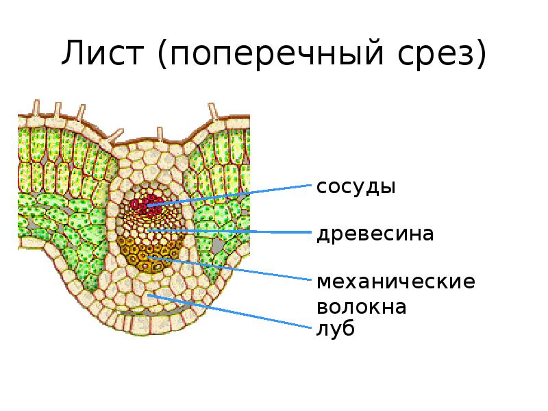 Устьице на рисунке обозначена о буквой