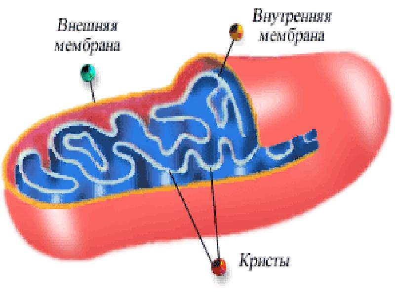 Презентация животная и растительная клетка