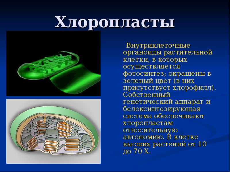 Хлоропласты клетки животных