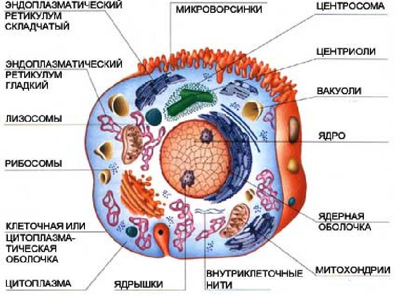 Презентация животная и растительная клетка